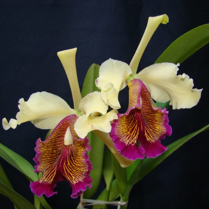 cattleya-orhidee-sfaturi