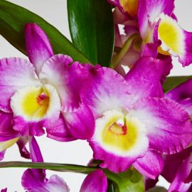 ingrijire-sfaturi-orhidee
