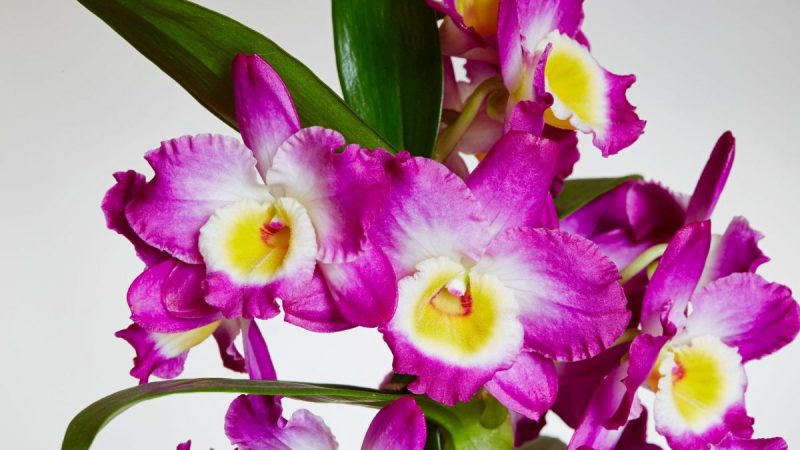 ingrijire-sfaturi-orhidee