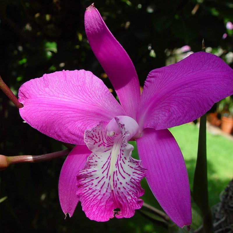 laelia-speciosa-orhidee