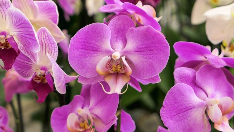 ingrijire-orhidee-Phalaenopsis