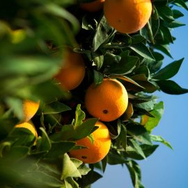 Stiai ca, anumite specii de citrice pot tolera temperaturi negative?