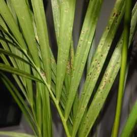 Palmieri, Areca (Dypsis lutescens), atac de paduchi testosi