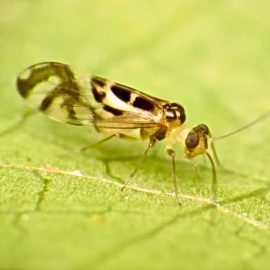 Stiai ca, cele mai mici insecte zburatoare sunt viespile-zana?