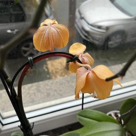 Orhidee, Frunze lăsate din cauza căldurii?