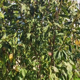 Magnolia, Frunze rasucite si posibil daunator intern