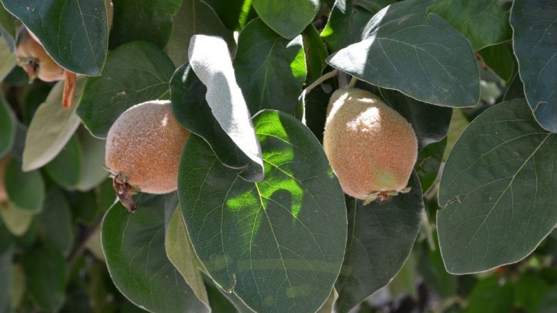 gutui-cydonia-oblonga-frunze-fructe