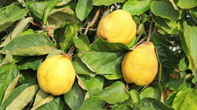gutui-cydonia-oblonga-ingrijire-cultivare-pom-fructifer