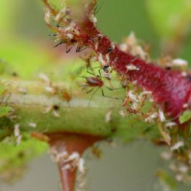 Sondaje, Insecte dăunătoare – Cunoaște inamicii grădinii tale