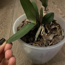 Orhidee, Mutarea puilor