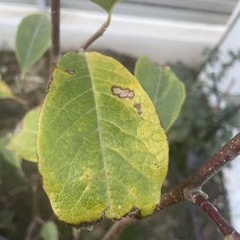 Magnolia, plantata in pamant – protejare iarna