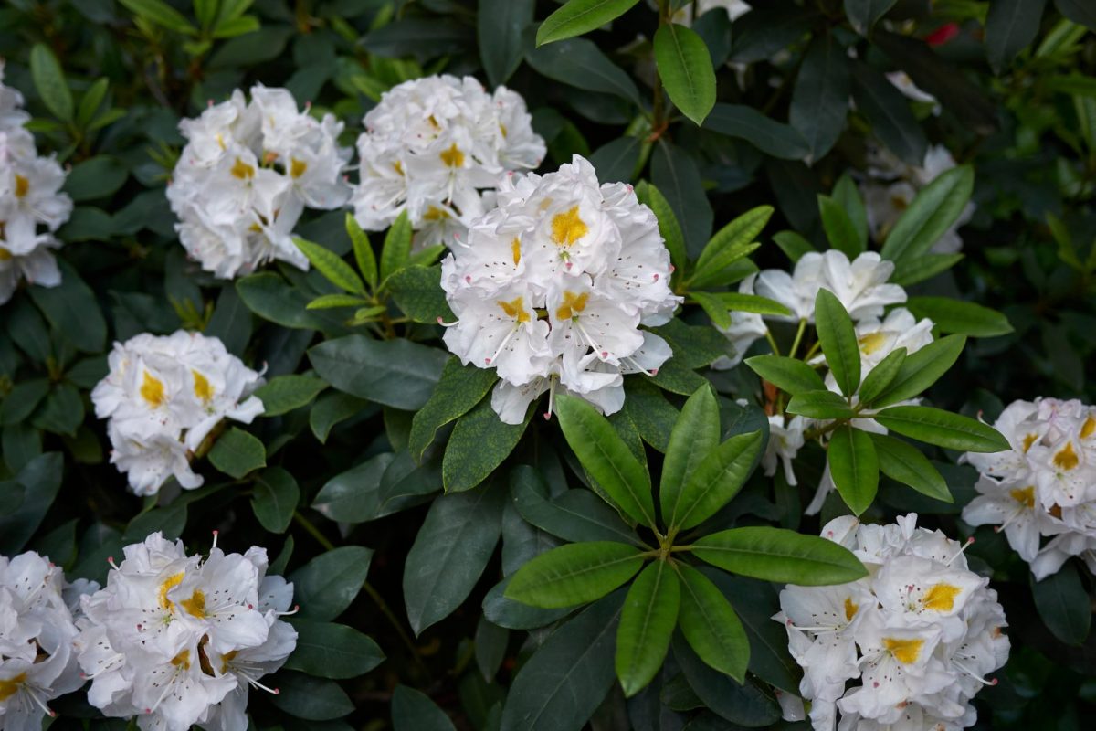 rhododendron-alb
