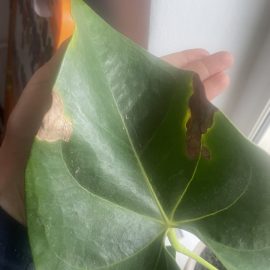 Anthurium, frunze cu pete si posibil daunatori in substrat