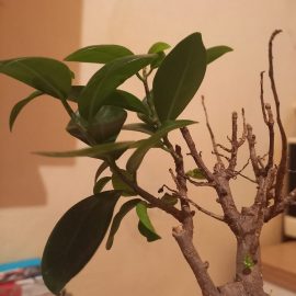 Ficus, caderea frunzelor
