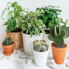 Cat de bine iti cunosti plantele de apartament?