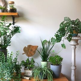 Cat de bine iti cunosti plantele de apartament?