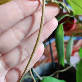 Stephanotis floribunda, frunze de un verde mai deschis si uscare