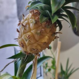 Ananas, Frunze si fruct ingalbenit