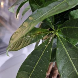 Pachira, insecte mici albe pe frunze, paduchi testosi