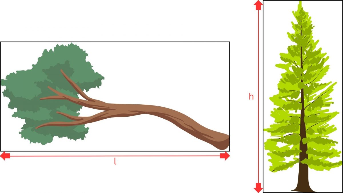 masurarea-dimensiunii-arborilor-inaltimi-lungimi