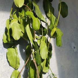 Stephanotis floribunda, plante cu aspect de ofilire