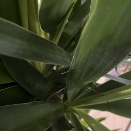Yucca, frunze galbene si varfuri negre