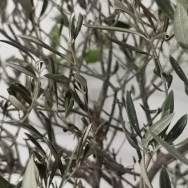 Maslin, pete albe pe crengute si frunze – paduchi