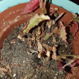 Begonia, Begonia maculata – pierde frunze