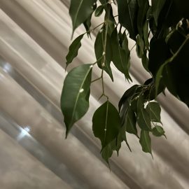 Ficus, cadere frunze excesiv si pete albe – paduchi lanosi