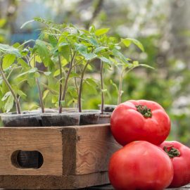 Care sunt cele mai frecvente probleme la rasadurile de tomate?