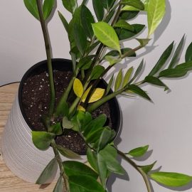 Zamioculcas, Frunze galbene pe 2-3 tulpini