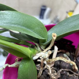 Orhidee, informatii substrat