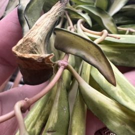 Hoya, Hoya tricolor wayetii – Frunze uscate