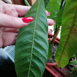 Mango, pete maronii si suprafete albe pe partea inferioara a frunzei