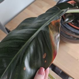 Philodendron Imperial Red, pete ruginii pe frunze
