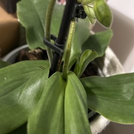 Orhidee, Sfaturi de îngrijire orhideea Paphiopedilum