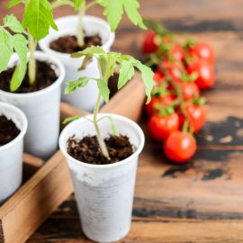 Caderea plantutelor la rasadurile de tomate