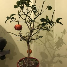 Citrice, Citrus Sinensis (portocal) – Cad frunzele din ce in ce mai mult