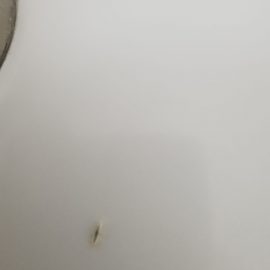 Pestisorul de argint, Insecta alba-transparenta in casa