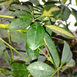 Schefflera, substanta lipicioasa , cu dăunători pe frunze