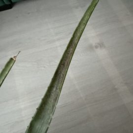 Aloe, pete negre pe frunze