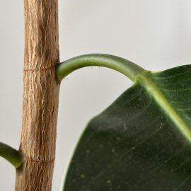 Ficus, pete pe frunze si posibili acarieni