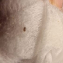 Daunatori Pest Control, identificare insecte gasite pe langa pat