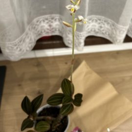 Orhidee, identificare si sfaturi de ingrijire
