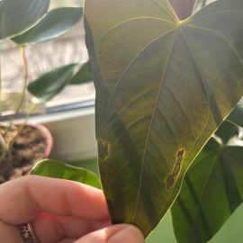 Anthurium, frunze cu pete brune
