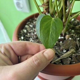 Anthurium, puncte minuscule pe frunze