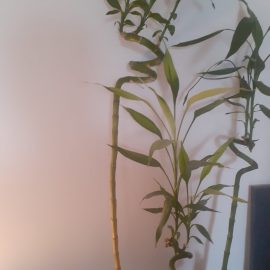 Bambus norocos, ingalbenirea tulpinii