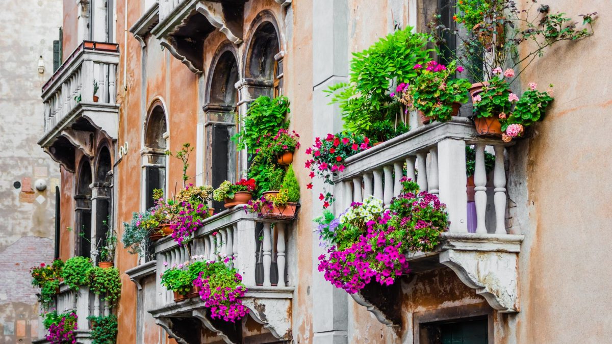 bine-de-stiut-plante-decorative-exterior-balcon