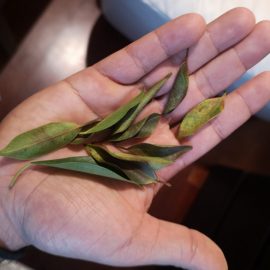 Bonsai, Cadere frunze bonsai Indian Laurel