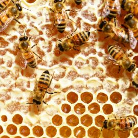 Cum ajutăm albinele?